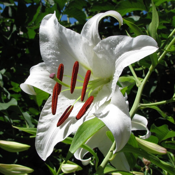white lily casablanca Casablanca Oriental Lily