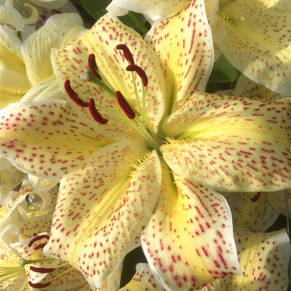 tiger lily chinese kempston Tigermoon Oriental Lily