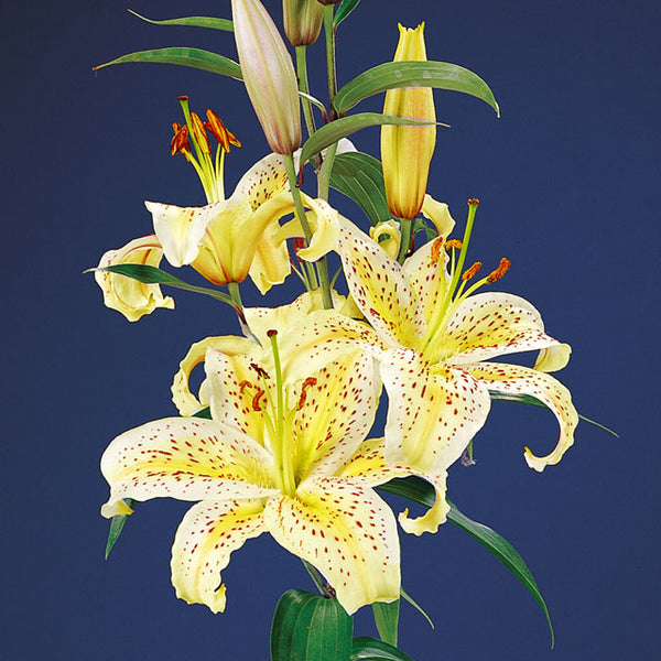 asian tiger lily Tigermoon Oriental Lily