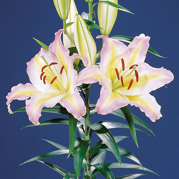 commander in chief asiatic lily Captain Tricolore Oriental Lily