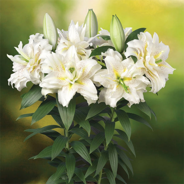 double white oriental lily Roselily Sita Double Oriental Lily