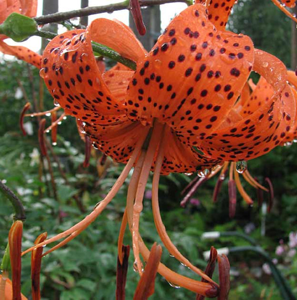 tiger lily brooklyn Tigrinum splendens Tiger Lily