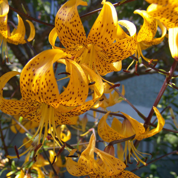 tiger lily scientific name Leichtlinii Tiger Lily