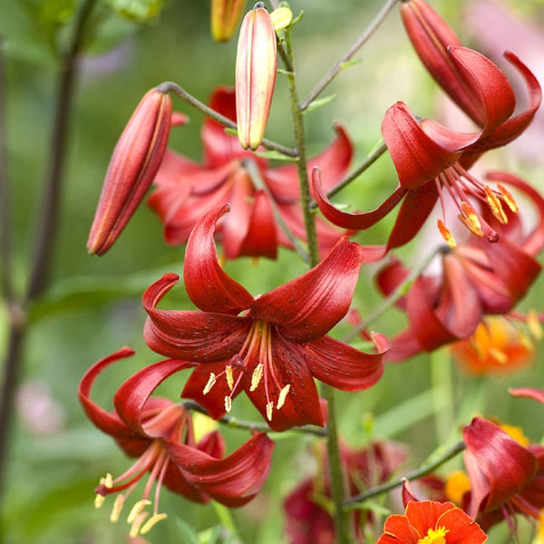 lily flower red Red Velvet Tiger Lily
