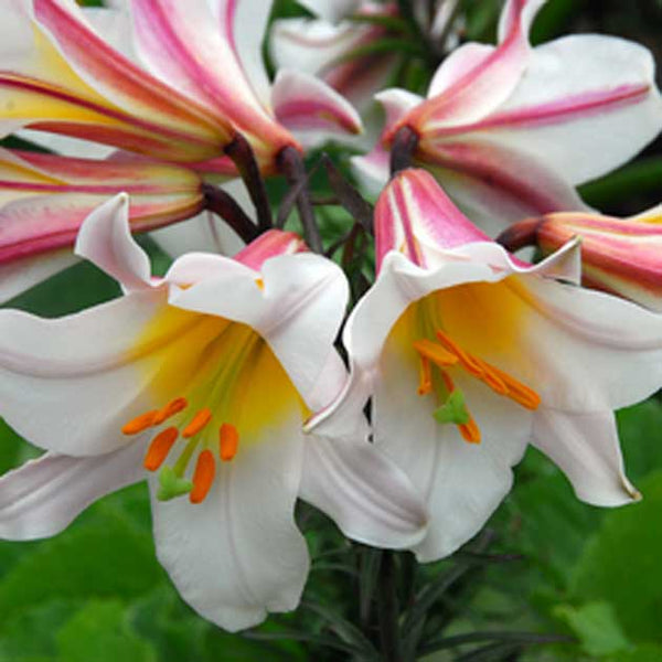 white trumpet lily flower Regale Trumpet Lily