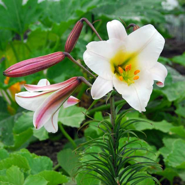 trumpet lily white Regale Trumpet Lily
