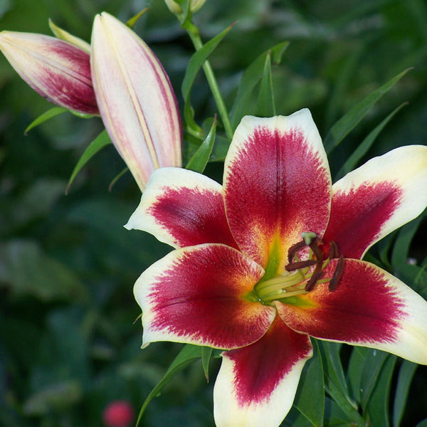 lily trumpet flower African Lady Oriental Trumpet Lily