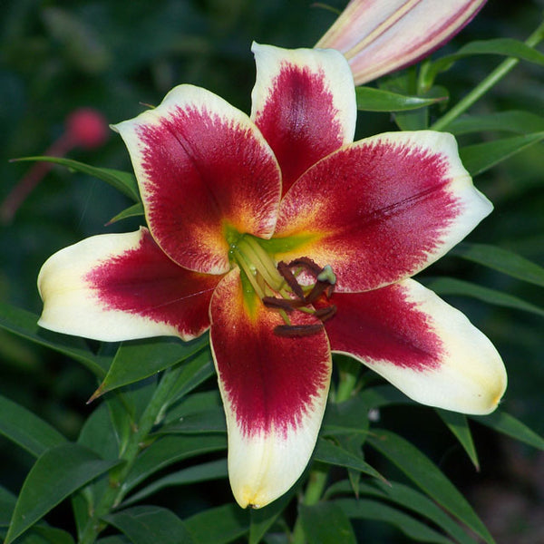 trumpet lily flower African Lady Oriental Trumpet Lily