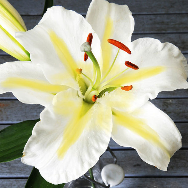 white and yellow lily flower Budlight Oriental Trumpet Lily