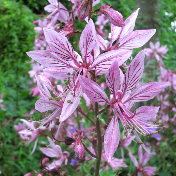 Dictamnus albus var. roseus