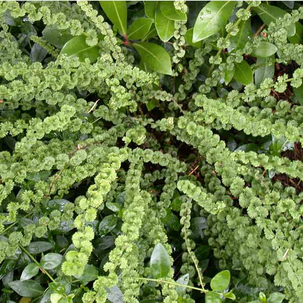 anthurium filix femina Athyrium filix-femina 'Frizelliae'