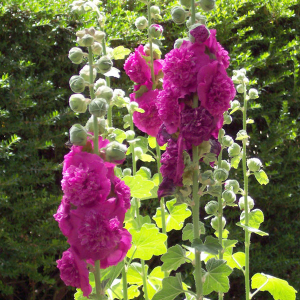 Alcea rosea 'Chater's Double Purple' - Botanus