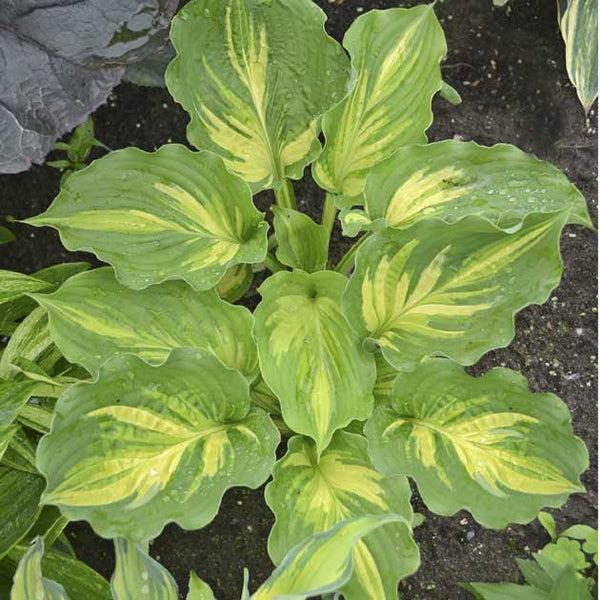 Hosta 'Lakeside Paisley Print' - Botanus