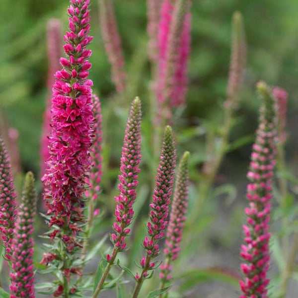 Veronica spicata 'Red Fox' - Botanus