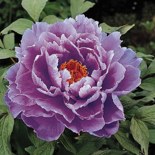 lavender tree peony Paeonia suffruticosa 'Kamada-nishiki'