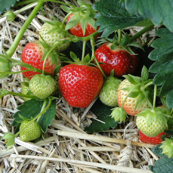 Allstar Strawberry Junebearer Plants