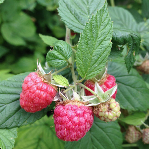 Latham Raspberry (Rubus 'Latham') in St Thomas Port Stanley London  Woodstock Aylmer Ontario ON at Canadale Nurseries