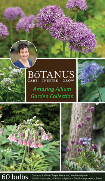 Amazing Allium Collection - Botanus
