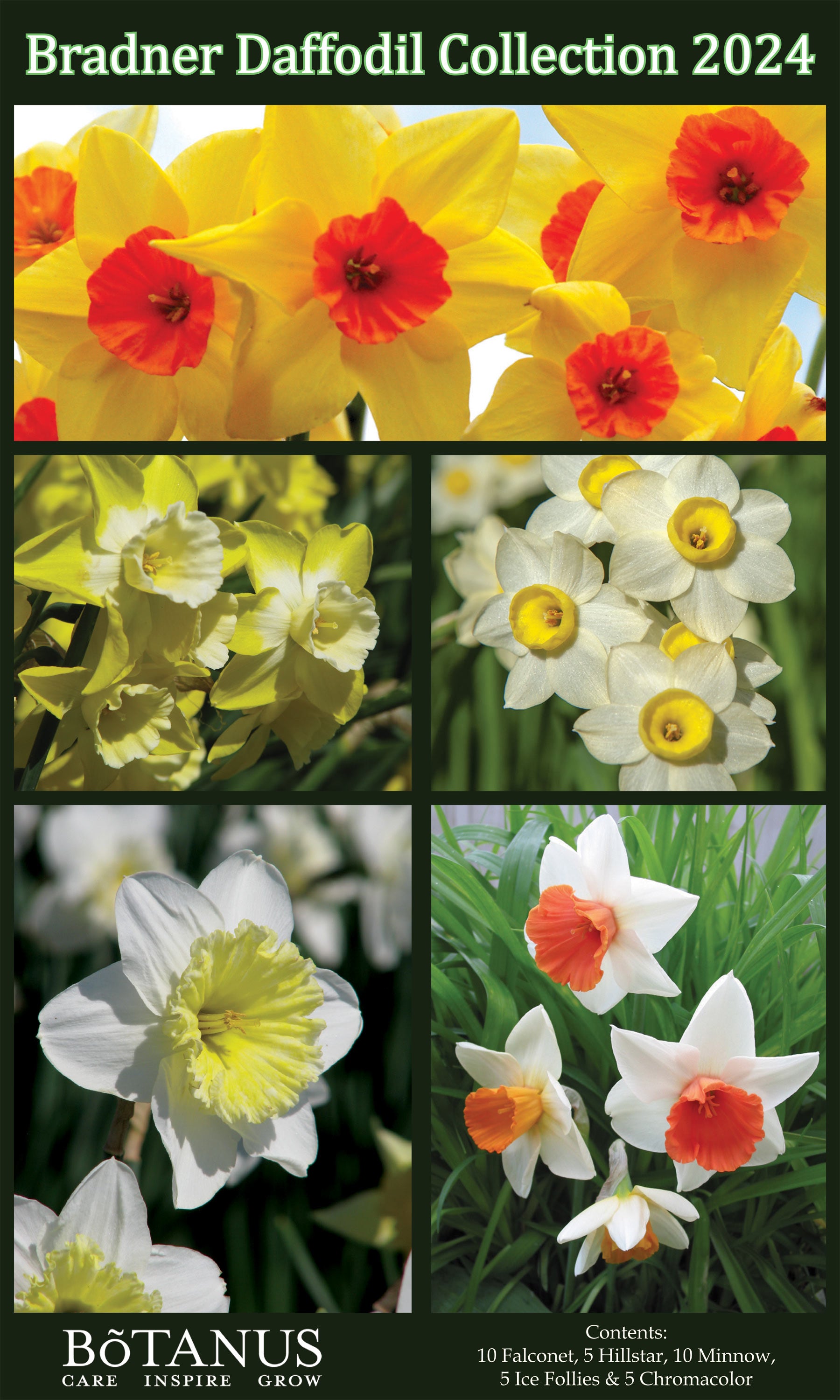 Bradner Daffodil Collection - Botanus