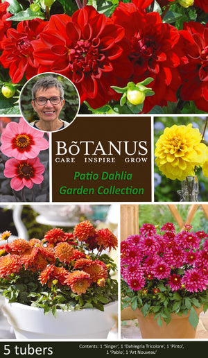 Patio Dahlia Garden Collection
