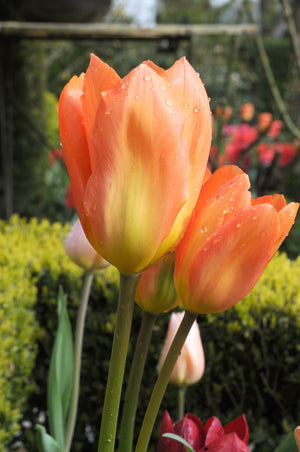 Orange Emperor Fosteriana Tulip