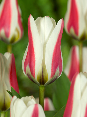 Zombie Fosteriana Tulip