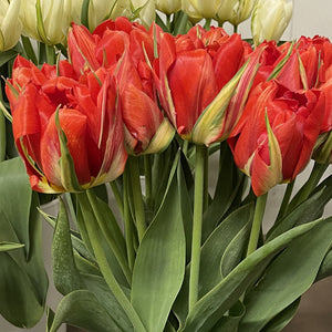 Love Valley Fosteriana Tulip