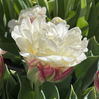 Collector Series Tulips