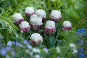Ice Cream Collector Series Tulip