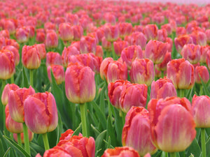 Miami Sunset Fringed Tulip