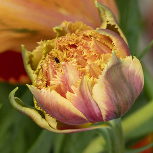 Brisbane Fringed Tulip