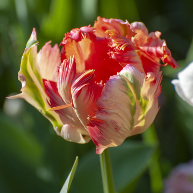 Apricot Parrot Tulip - Botanus