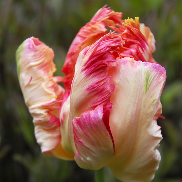 Apricot Parrot Tulip - Botanus