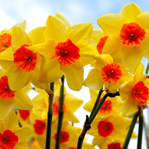 Falconet Rock Garden Narcissi