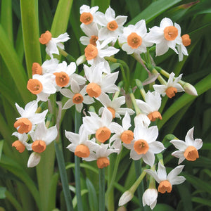 Kapiti Peach Rock Garden Narcissi