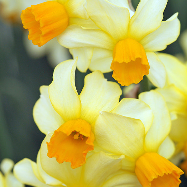 Eaton Song Rock Garden Narcissi - Botanus