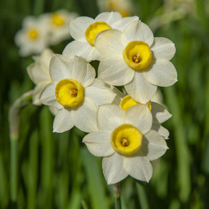 Minnow Mini Narcissi