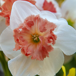 Precocious Collector Series Narcissi