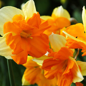 Congress Novelty Narcissi