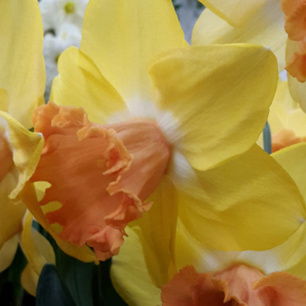 Color Run Collector Series Narcissi - Botanus