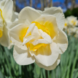 Salou Collector Series Narcissi