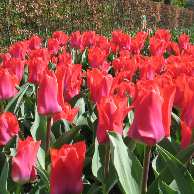 Portland Greigii Tulip - Botanus