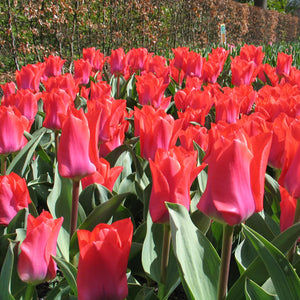 Portland Greigii Tulip