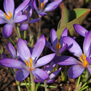 Whitewell Purple Snow Crocus