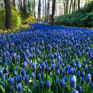 Muscari latifolium