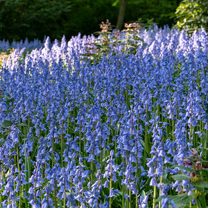 Scilla nutans