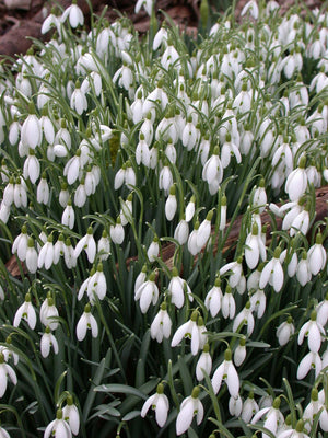 Snowdrops Single