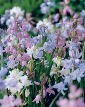 Spanish Bluebell Mix