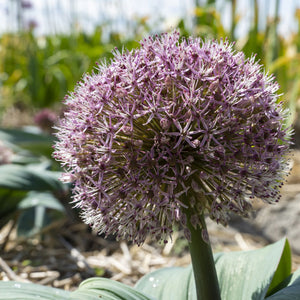 Allium 'Red Giant'