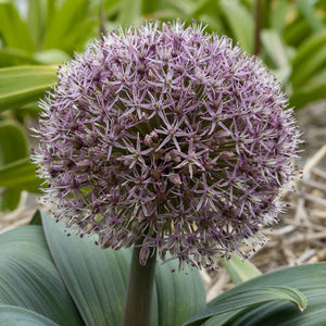Allium 'Red Giant'
